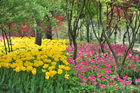 韓宅植物園 春の花フェスティバル（한택식물원 봄꽃페스티벌 2018）