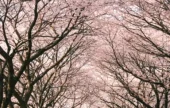 十里桜並木