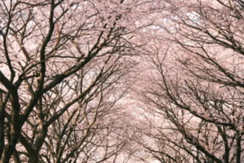 十里桜並木 (1/1)