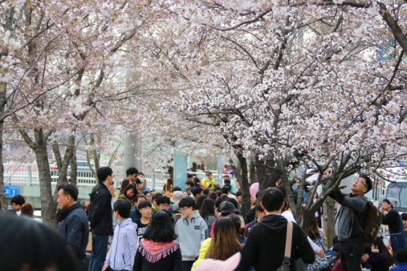 安養忠勲桜祭り（안양충훈 벚꽃축제 2018） (1/10)