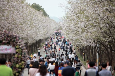 驪州興川 南漢江桜祭り（여주흥천남한강벚꽃축제）