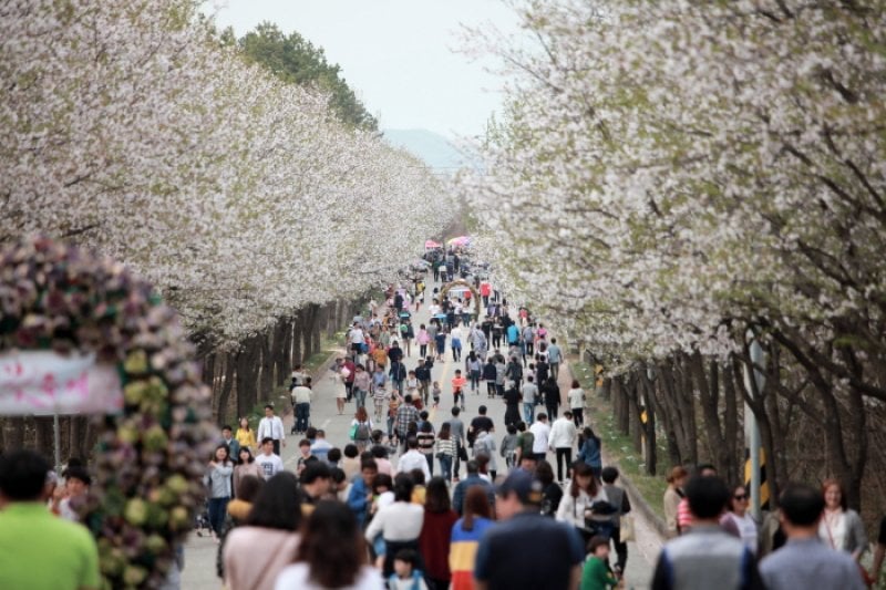 驪州興川 南漢江桜祭り（여주흥천남한강벚꽃축제） (1/5)