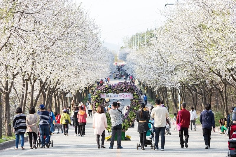 驪州興川 南漢江桜祭り（여주흥천남한강벚꽃축제） (4/5)