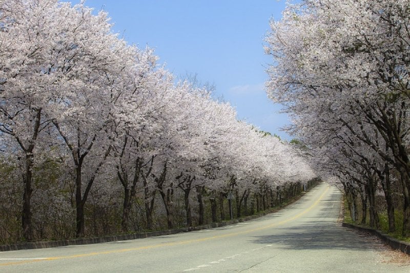 驪州興川 南漢江桜祭り（여주흥천남한강벚꽃축제） (5/5)