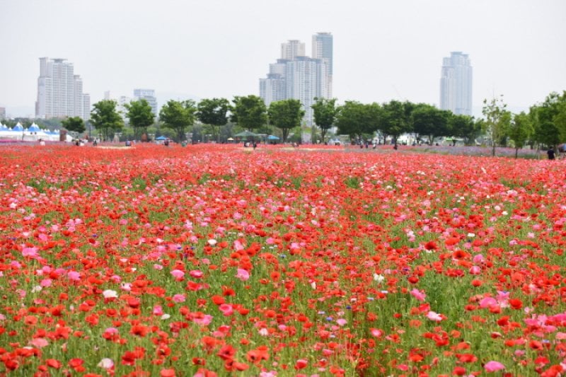 太和江 春の花大饗宴（태화강 봄꽃 대향연） (1/7)
