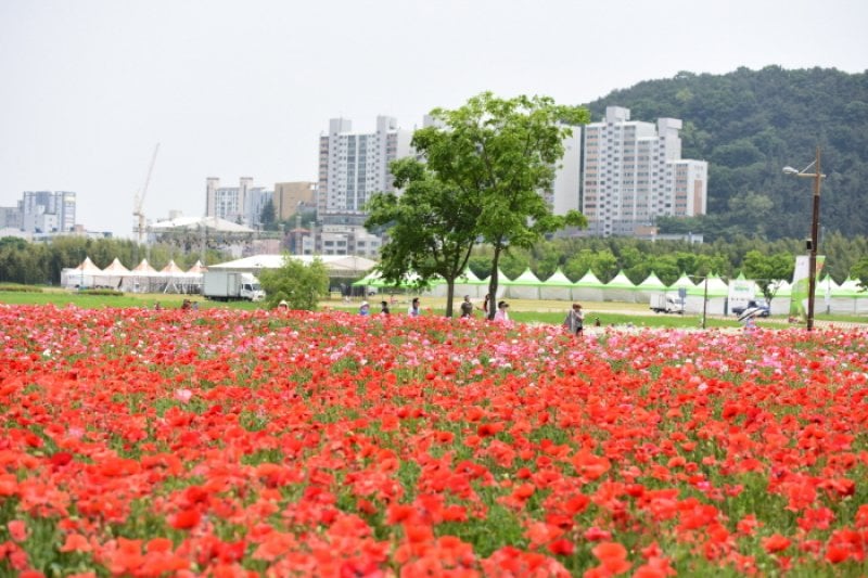太和江 春の花大饗宴（태화강 봄꽃 대향연） (2/7)