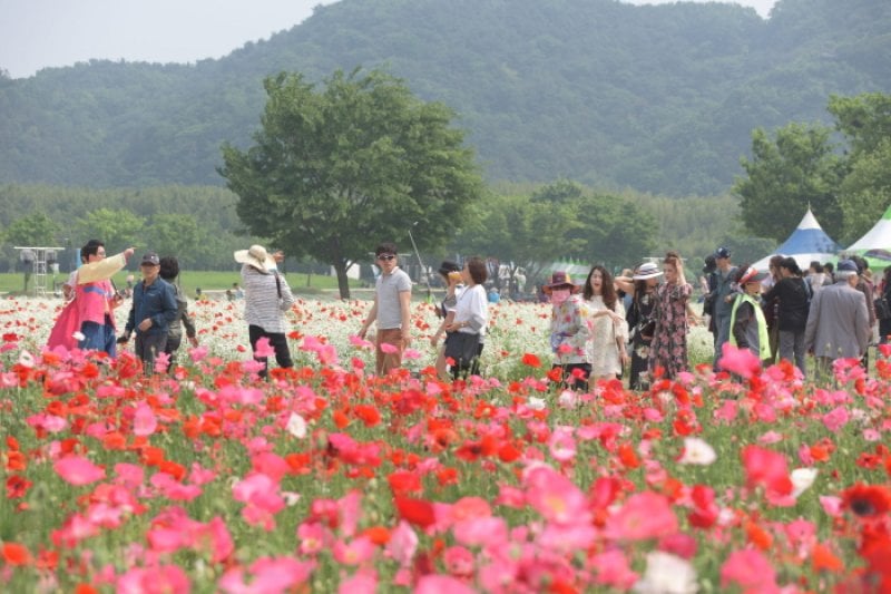 太和江 春の花大饗宴（태화강 봄꽃 대향연） (3/7)