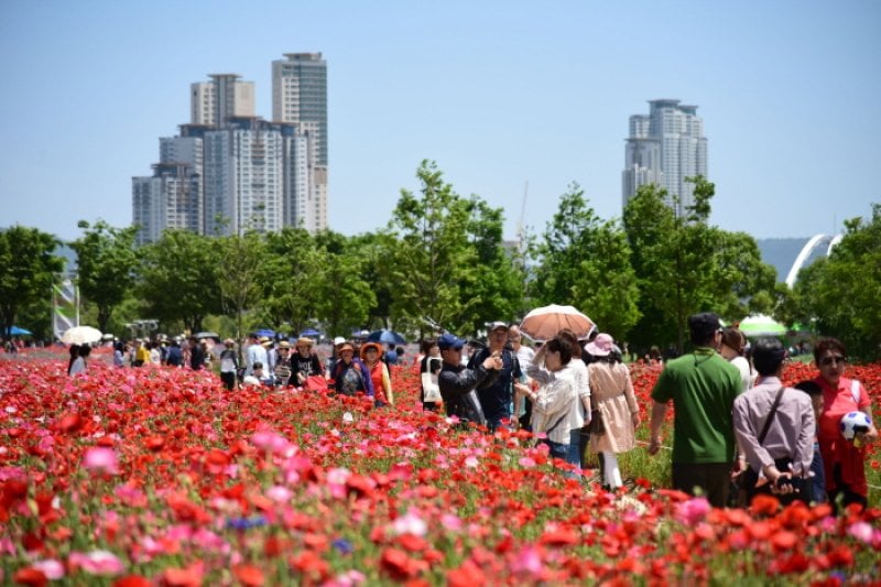 太和江 春の花大饗宴（태화강 봄꽃 대향연） (4/7)