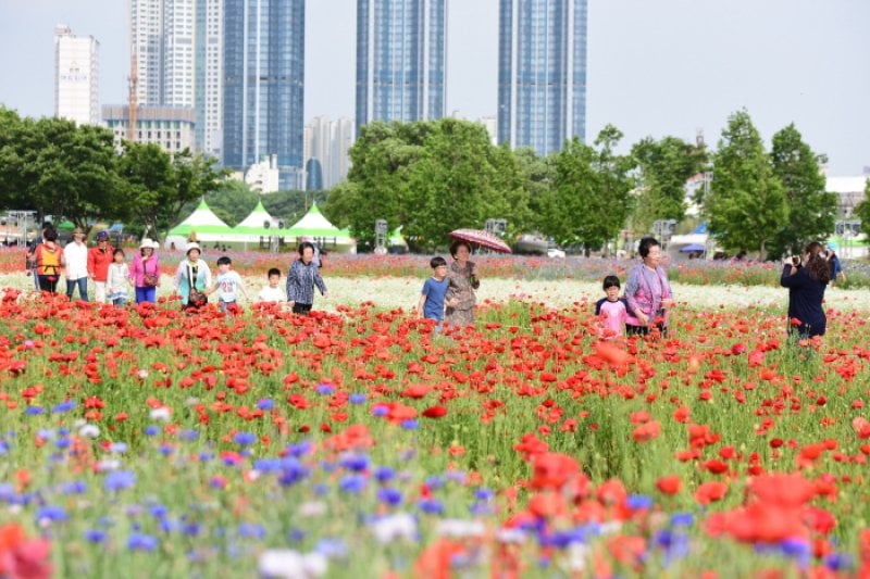 太和江 春の花大饗宴（태화강 봄꽃 대향연） (5/7)