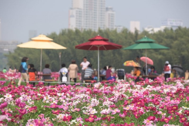 太和江 春の花大饗宴（태화강 봄꽃 대향연） (6/7)