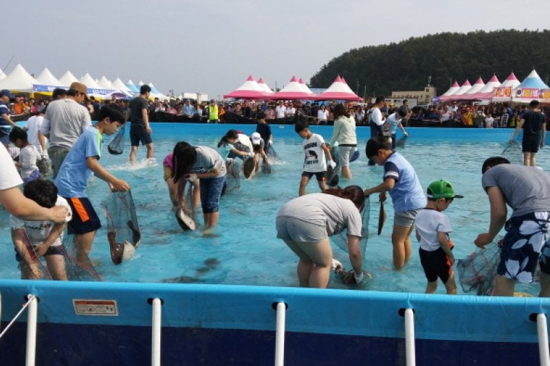舒川自然産ヒラメタイ祭り（서천 자연산 광어 도미 축제） (3/10)
