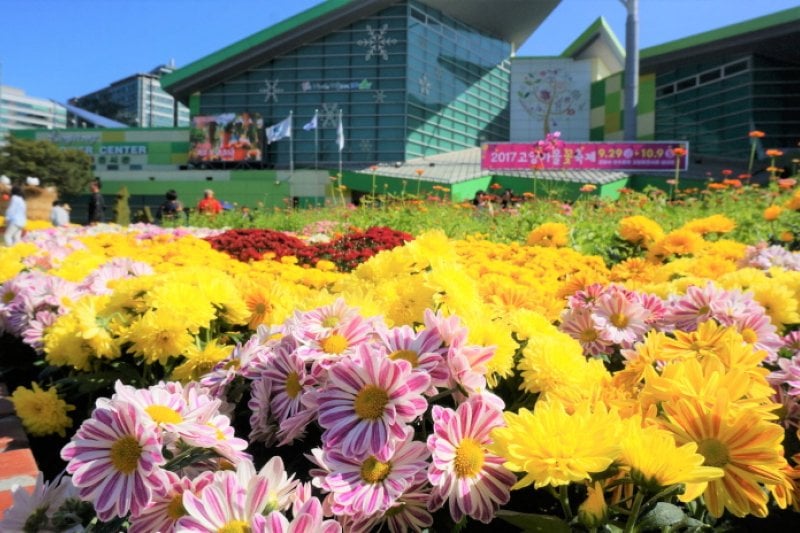 高陽秋花祭り（고양가을꽃축제） (2/11)