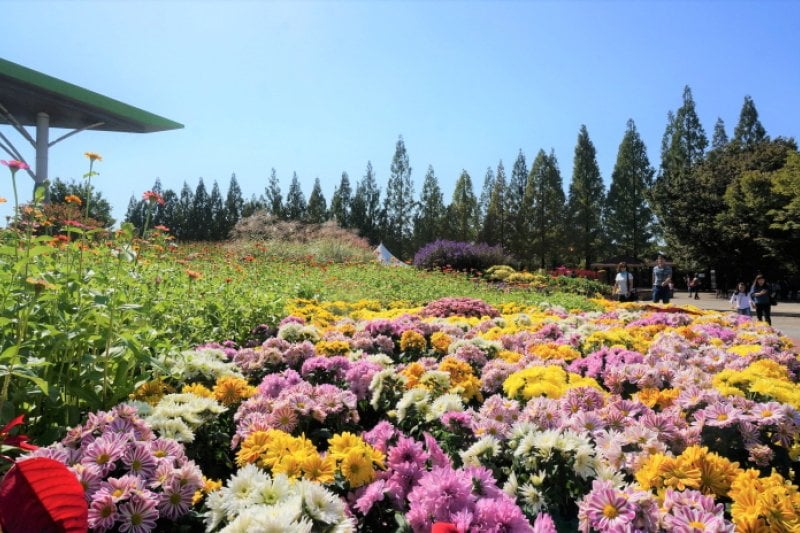 高陽秋花祭り（고양가을꽃축제） (6/11)