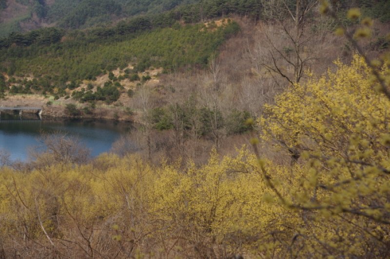 求礼 山茱萸村（구례 산수유마을） (1/11)