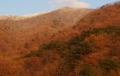 求礼 山茱萸村（구례 산수유마을）