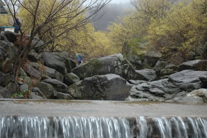 求礼 山茱萸村（구례 산수유마을） (7/11)