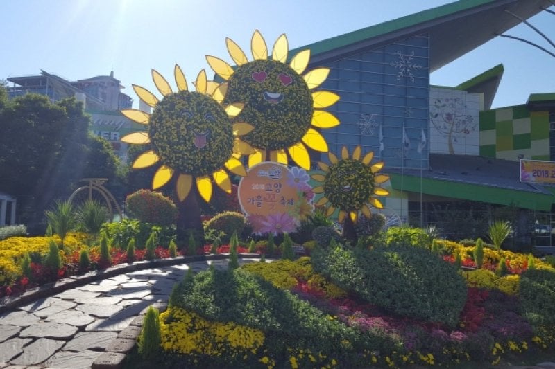 高陽秋花祭り（고양가을꽃축제） (8/11)