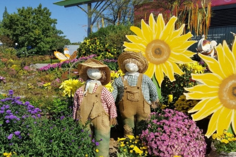 高陽秋花祭り（고양가을꽃축제） (9/11)