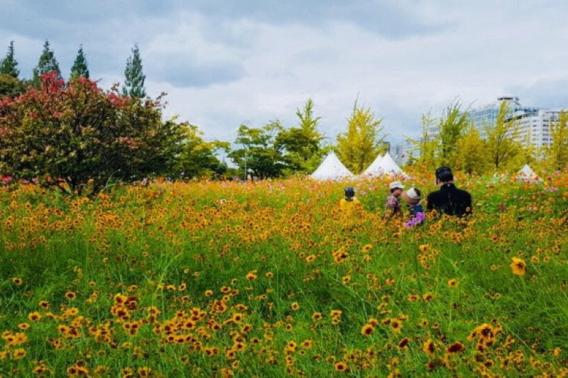 高陽秋花祭り（고양가을꽃축제） (10/11)
