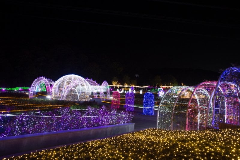蔚山大公園バラ園光祭り (3/8)