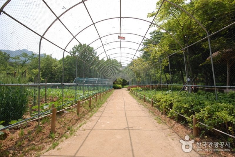冠岳山公園 野外植物園（관악산공원 야외식물원） (2/5)