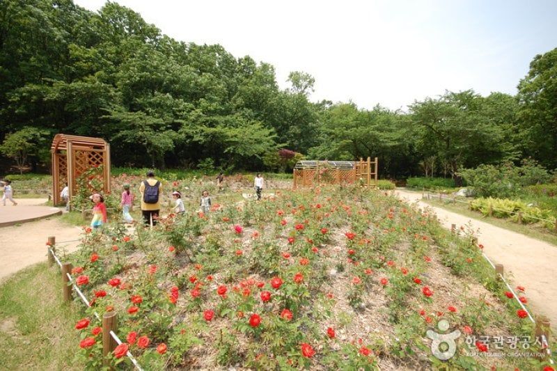 冠岳山公園 野外植物園（관악산공원 야외식물원） (3/5)