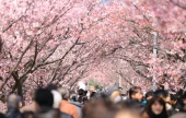 慶州桜祭りツアー【ソウル発着】