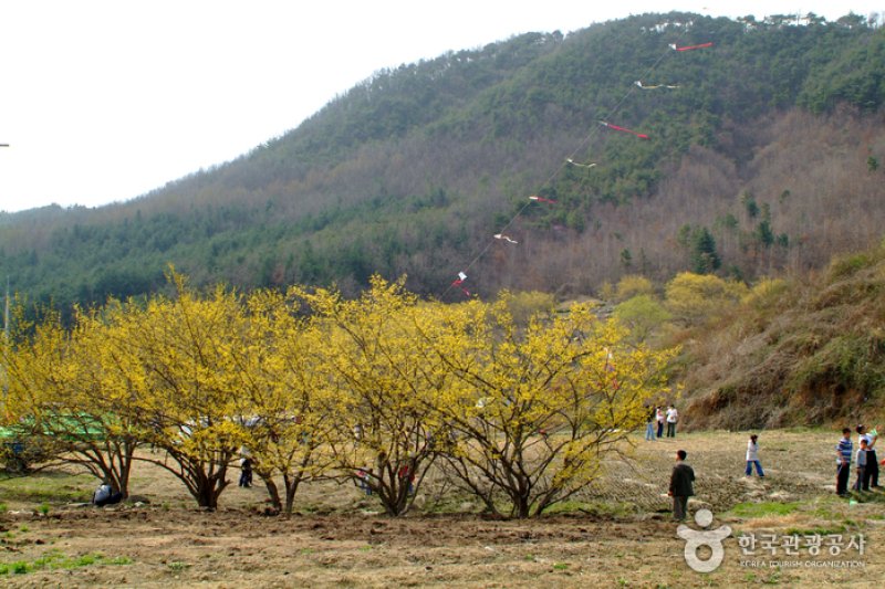楊平 山茱萸村（양평 산수유마을） (1/8)