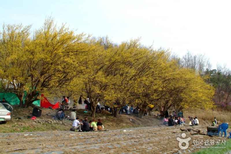 楊平 山茱萸村（양평 산수유마을） (3/8)