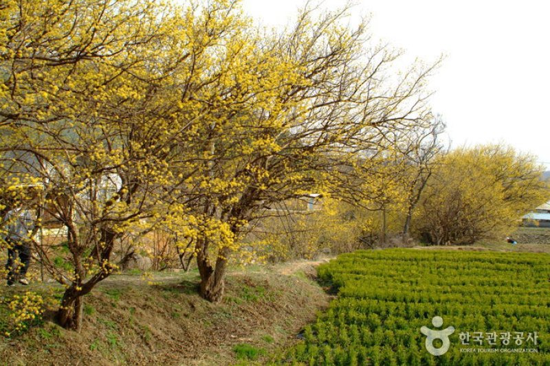 楊平 山茱萸村（양평 산수유마을） (5/8)
