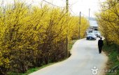 楊平 山茱萸村（양평 산수유마을）