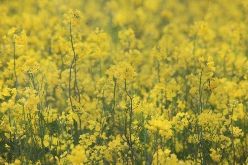 梁山 菜の花の饗宴（양산 유채꽃 향연） (1/1)