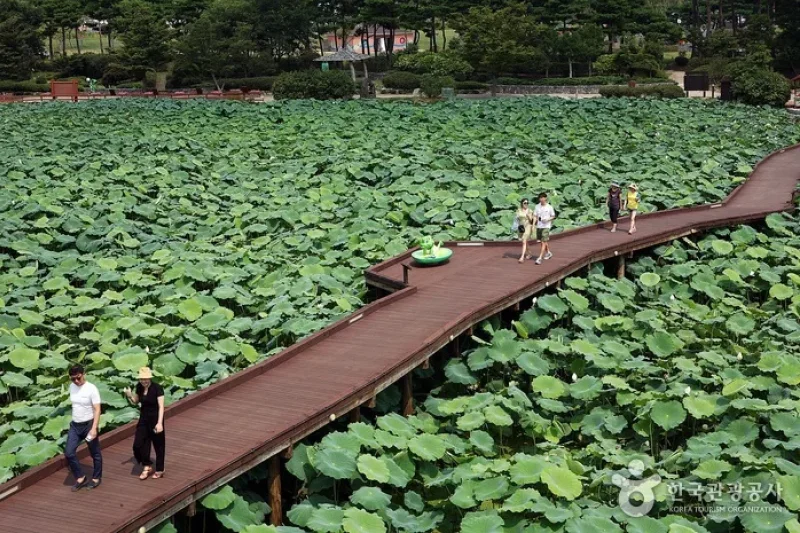 務安 回山白蓮池 (7/23)