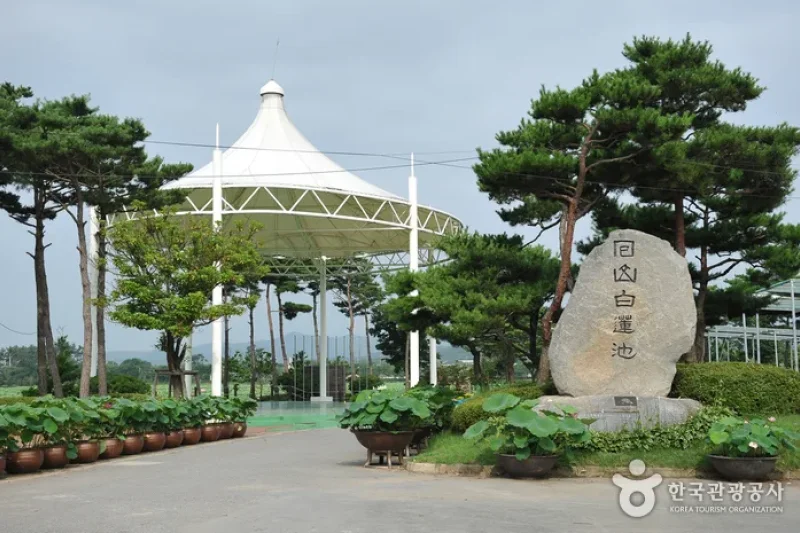 務安 回山白蓮池 (12/23)