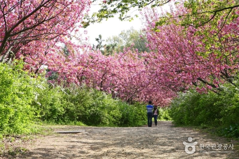 完山七峰（完山公園）（완산칠봉 (8/11)