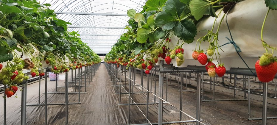 仁川江華島体験1日ツアー:レールバイク+江華人参+参鶏湯+往復バス (13/28)