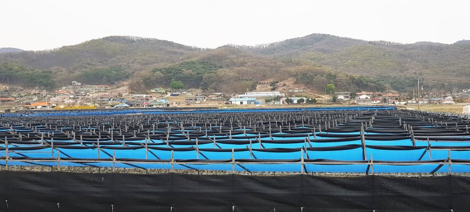 仁川江華島体験1日ツアー:レールバイク+江華人参+参鶏湯+往復バス (14/28)