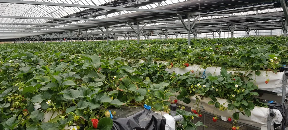 仁川江華島体験1日ツアー:レールバイク+江華人参+参鶏湯+往復バス (16/28)
