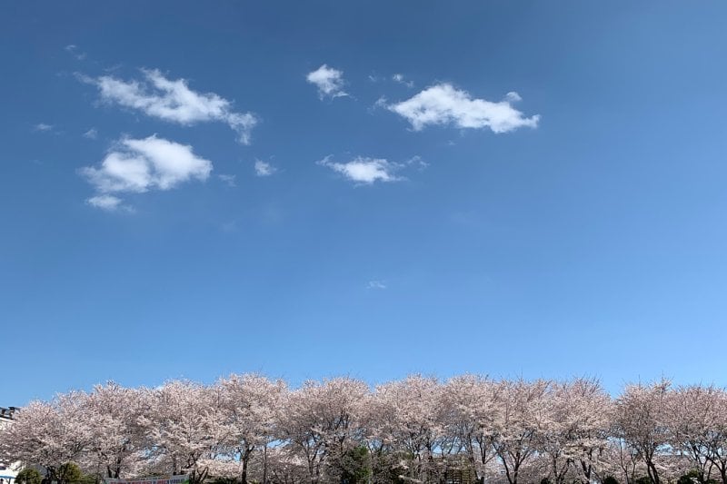 光陽花祭り (3/4)