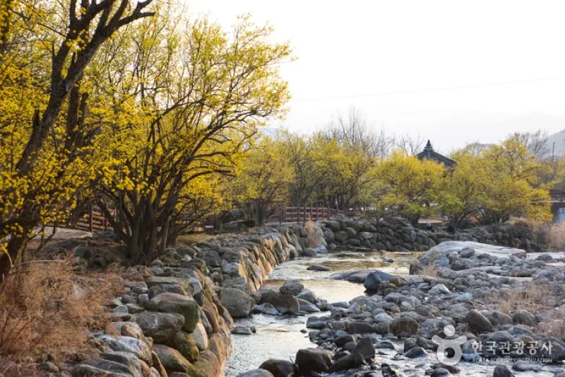 求礼 山茱萸村（구례 산수유마을） (8/11)