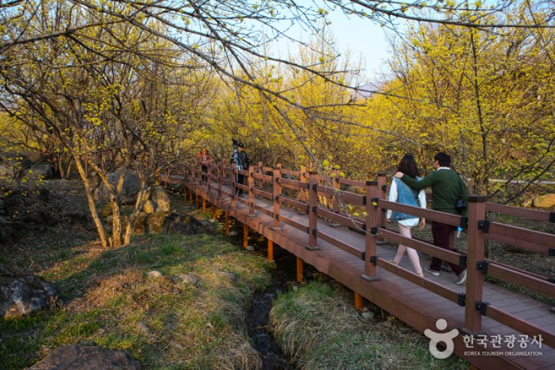 求礼 山茱萸村（구례 산수유마을） (9/11)