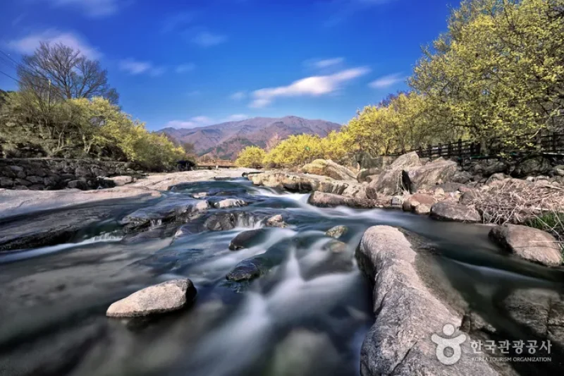 求礼 山茱萸村（구례 산수유마을） (11/11)