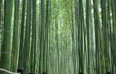 太和江国家庭園 十里竹林（天の川の道）（태화강 국가정원 십리대숲 (은하수길)）