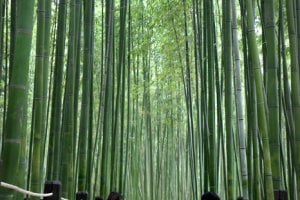 太和江国家庭園 十里竹林（天の川の道）（태화강 국가정원 십리대숲 (은하수길)）