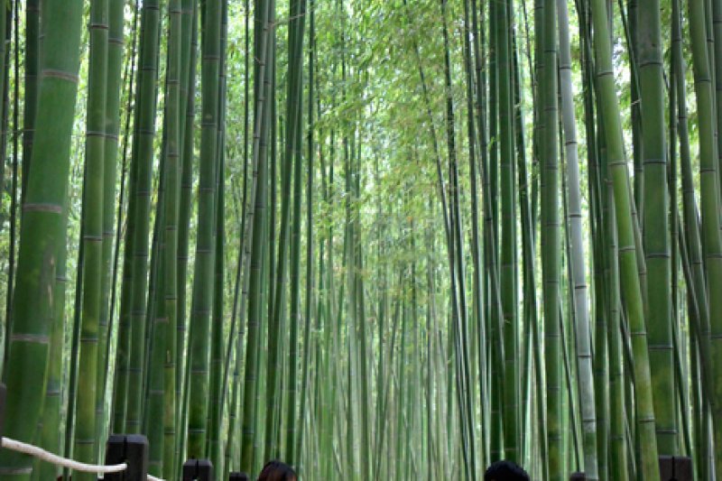 太和江国家庭園 十里竹林（天の川の道）（태화강 국가정원 십리대숲 (은하수길)） (4/12)