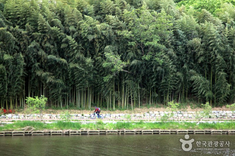 太和江国家庭園 十里竹林（天の川の道）（태화강 국가정원 십리대숲 (은하수길)） (5/12)