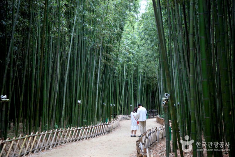 太和江国家庭園 十里竹林（天の川の道）（태화강 국가정원 십리대숲 (은하수길)） (6/12)