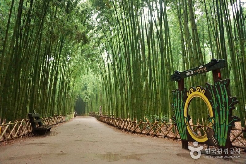 太和江国家庭園 十里竹林（天の川の道）（태화강 국가정원 십리대숲 (은하수길)） (8/12)