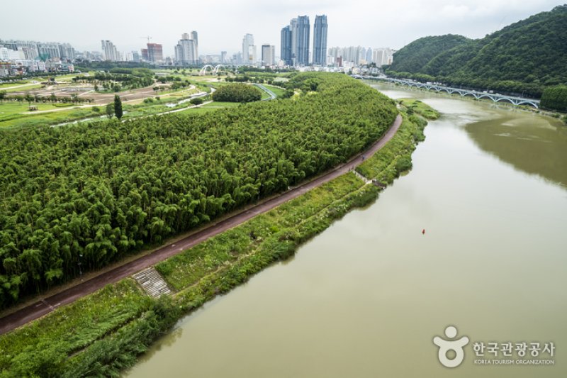 太和江国家庭園 十里竹林（天の川の道）（태화강 국가정원 십리대숲 (은하수길)） (10/12)