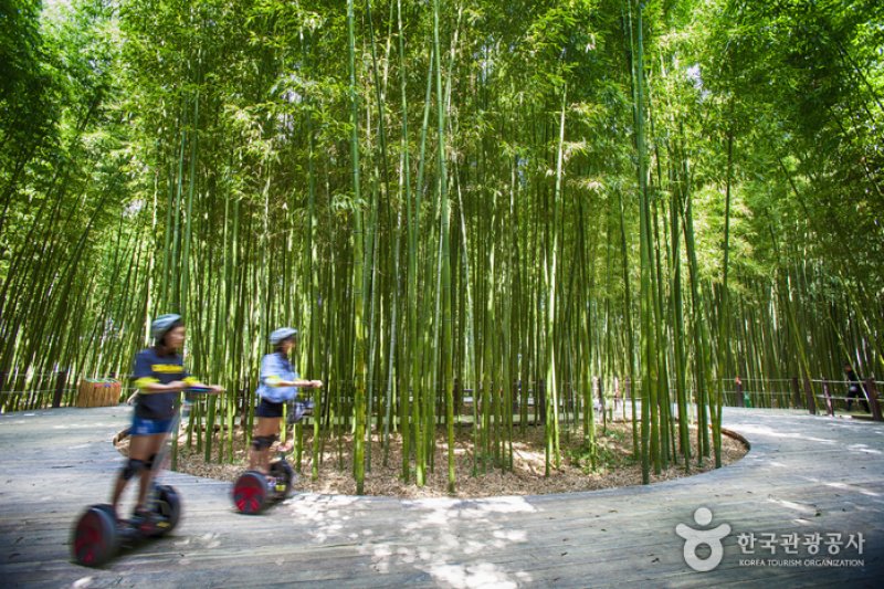 太和江国家庭園 十里竹林（天の川の道）（태화강 국가정원 십리대숲 (은하수길)） (11/12)